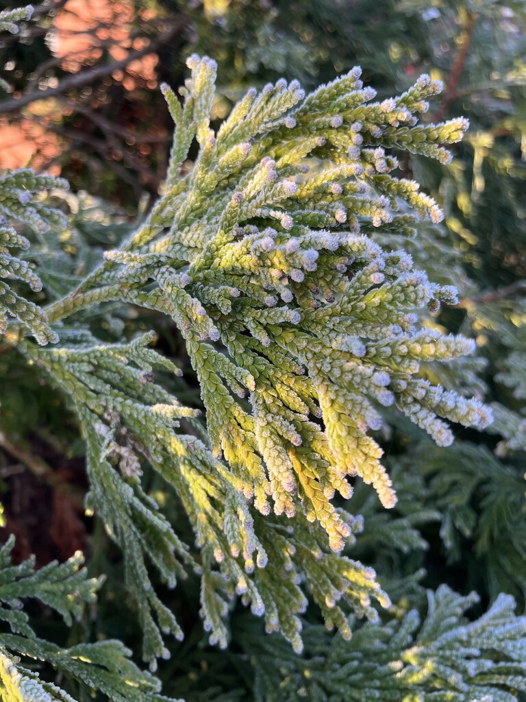 Frosty fronds by tinley23