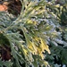 Frosty fronds by tinley23