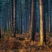 Stapleford Woods by 365nick