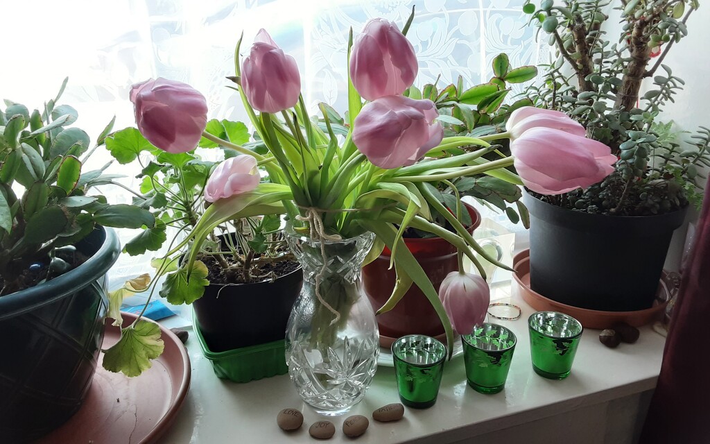 Crystal vase of pink Co op tulips.  by grace55