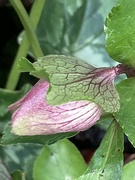 20th Jan 2023 - Hellebore Flower Bud