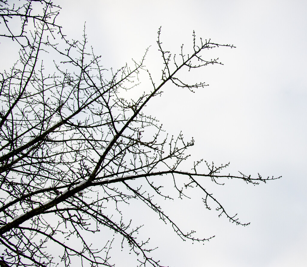 01-21 - Branches&trees 7 by talmon