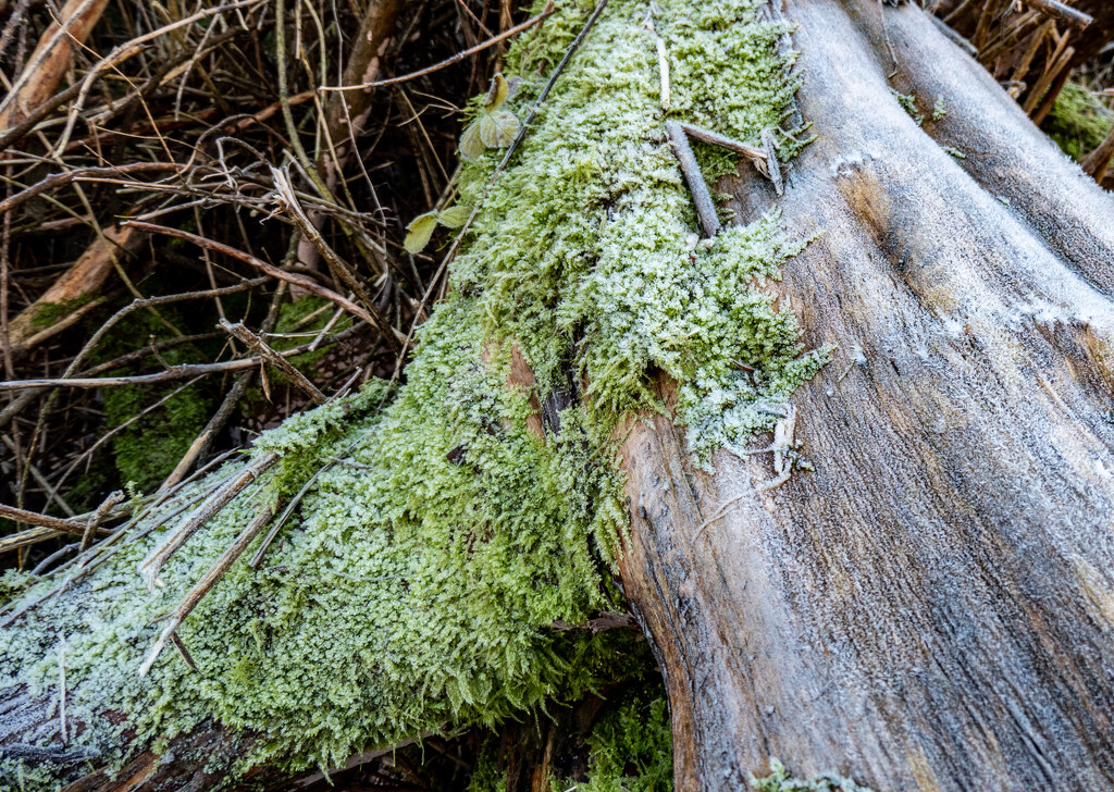 Winter moss.. by susie1205