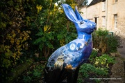 20th Jan 2023 - Cirencester Hare