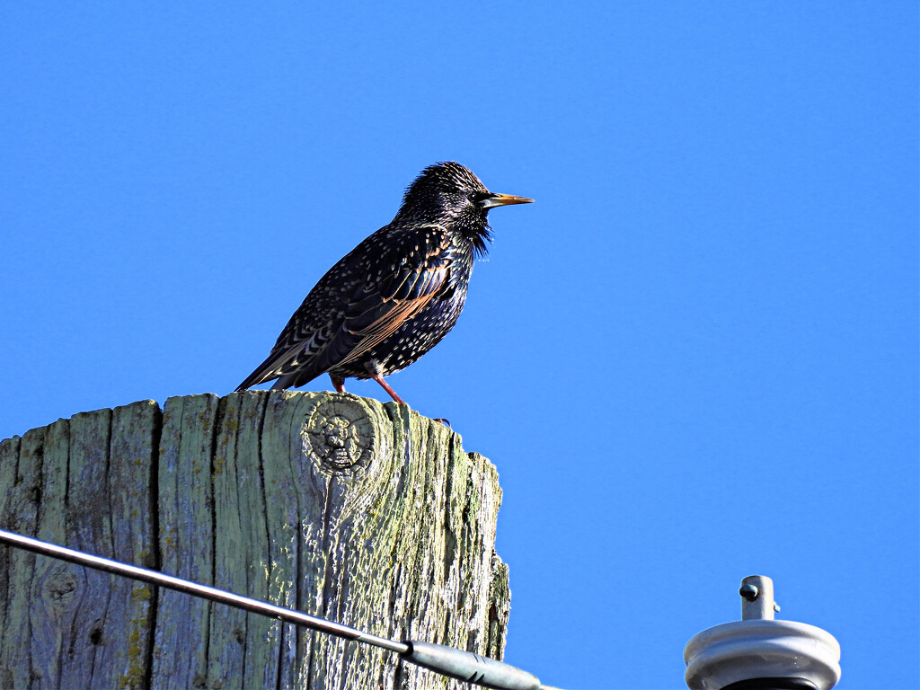 Starling, cont. by seattlite