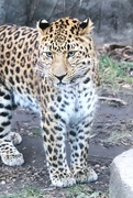 4th Jan 2023 - Leopard