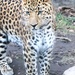 Leopard by randy23