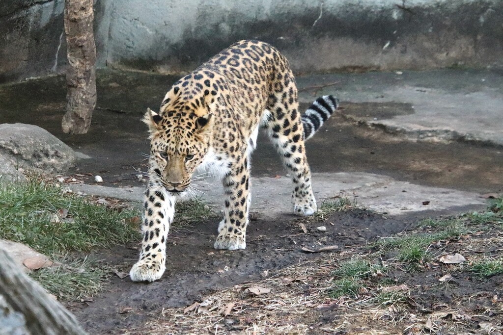 Leopard On A Stroll by randy23