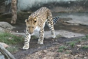 5th Jan 2023 - Leopard On A Stroll
