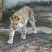 Leopard On A Stroll by randy23