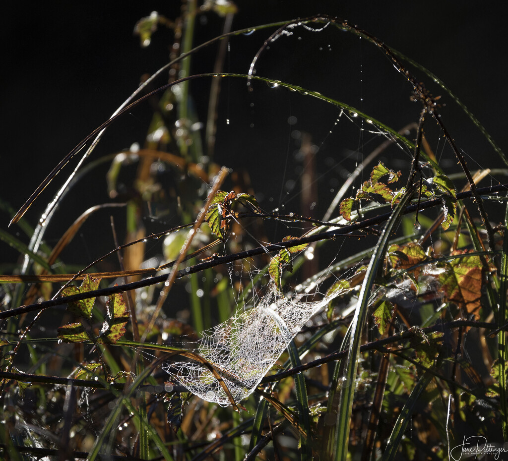 Wet Web Hammock by jgpittenger