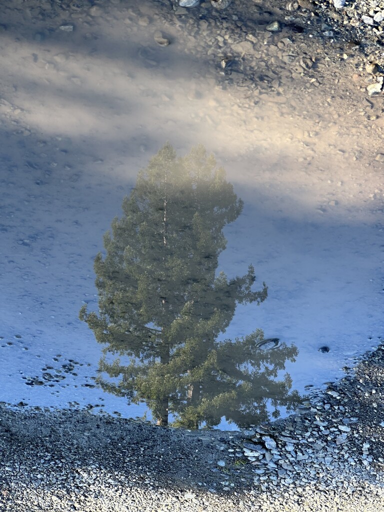 Rain puddle reflection  by pandorasecho