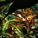 Croton by larrysphotos
