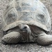 Turtle Love by photogypsy