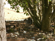 21st Jan 2023 - Squirrel beside tree 