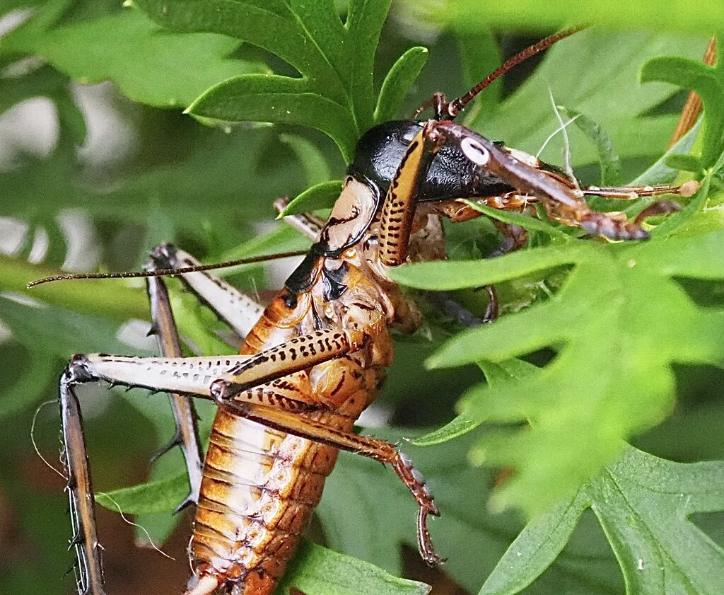 Weta NZ native is related to grasshoppers, locusts, crickets, they have powerful hind legs for jumping , communicate by rubbing hind legs on the sides if their bodies making a chirpy sound, it take 1 to 2 yrs to become fully grown length is 4-6 cm by Dawn