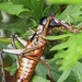 Weta NZ native is related to grasshoppers, locusts, crickets, they have powerful hind legs for jumping , communicate by rubbing hind legs on the sides if their bodies making a chirpy sound, it take 1 to 2 yrs to become fully grown length is 4-6 cm by Dawn