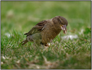9th Jan 2023 - Just A Sparrow!