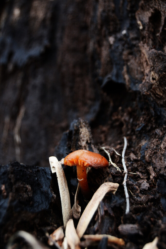 Mushroom by francoise