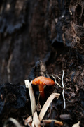 21st Jan 2023 - Mushroom