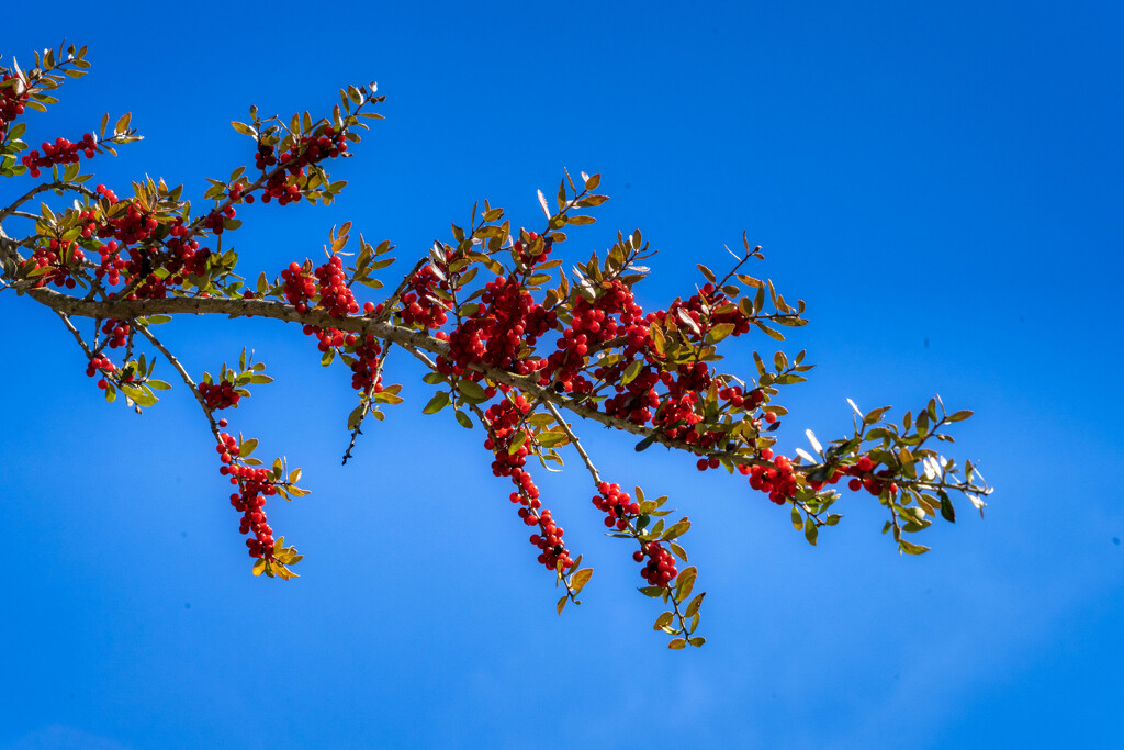 Red Berries by kvphoto