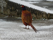 21st Jan 2023 - pheasant