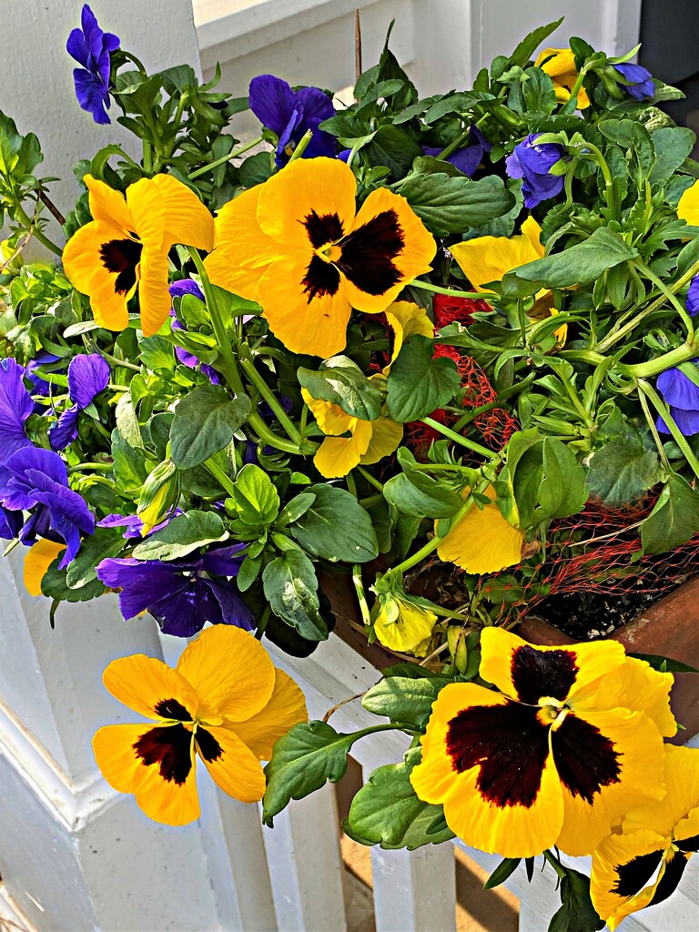 Pansy Rehab by peggysirk