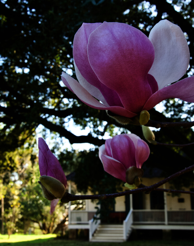 Tulip magnolia by eudora