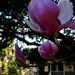 Tulip magnolia by eudora