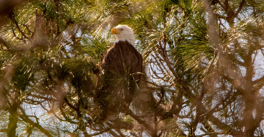 Bald Eagle, Keeping an Eye Out! by rickster549