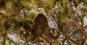 21st Jan 2023 - Bald Eagle, Keeping an Eye Out!