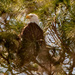 Bald Eagle, Keeping an Eye Out!