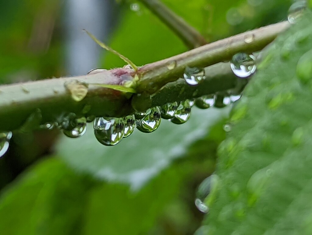 Droplets by photogypsy