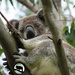 nestled in the gum tree by koalagardens