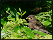 14th Jan 2023 - Blackbird juvenile