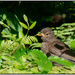 Blackbird juvenile by nzkites