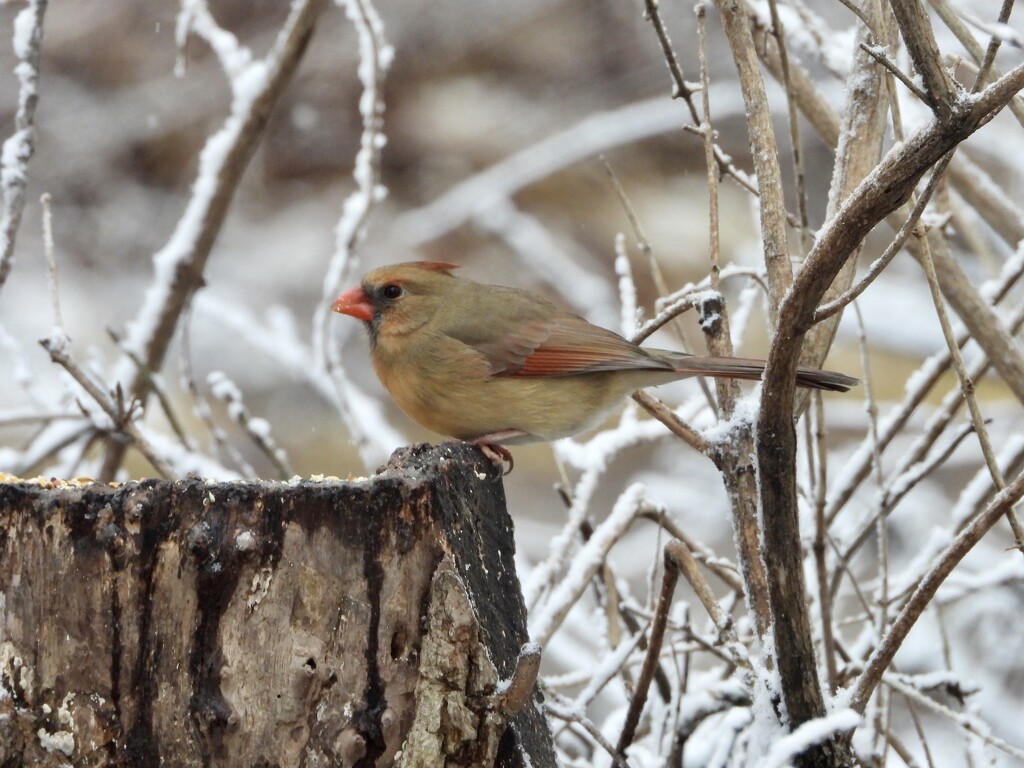 female Northern Cardinal by amyk