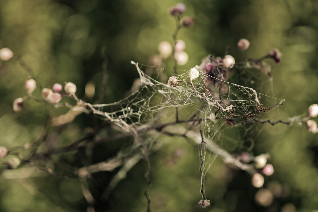 A Tangled Web by helenw2