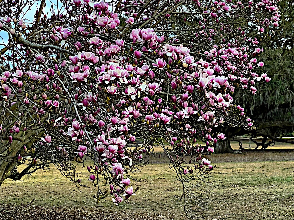 Japanese magnolia in bloom. A preview of Spring in January. by congaree