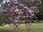 22nd Jan 2023 - Japanese magnolia in bloom. A preview of Spring in January.