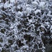 Snow on Shrub by philm666