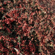 3rd Jan 2023 - Cotoneaster Hedge