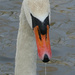 Dribbling Swan