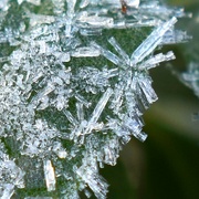 21st Jan 2023 - Icy crystals on a leaf
