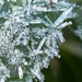 Icy crystals on a leaf