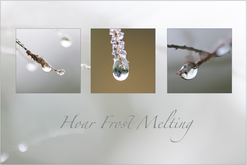 3_Maddy Pennock_Hoar Frost Melting by marshwader
