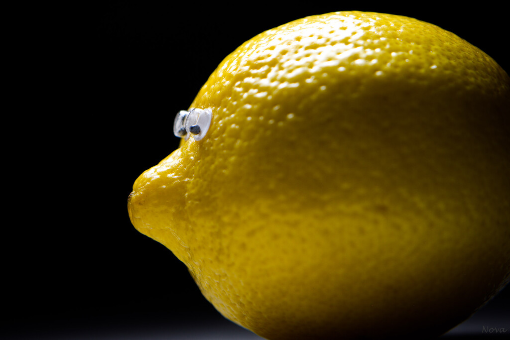 Portrait of a lemon by novab