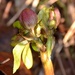 Helleborus Buds