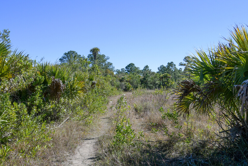 Florida Trail by danette