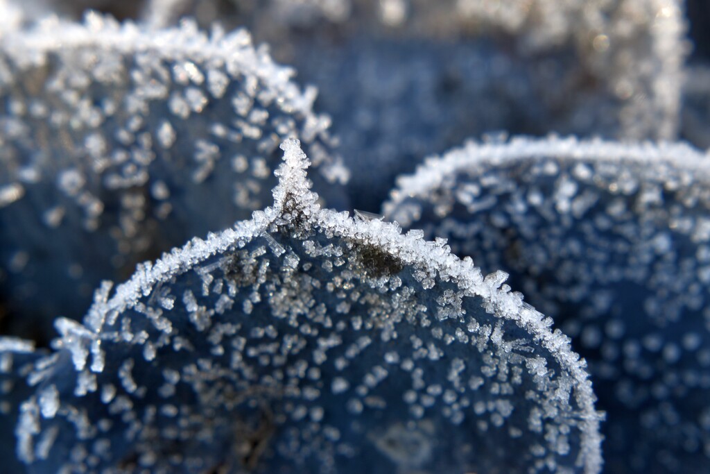 Another frosty morning! by anitaw